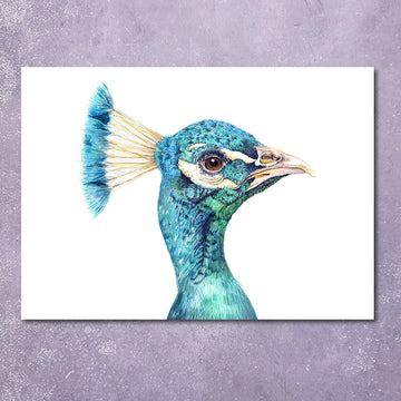 Greeting Card: Peacock Portrait