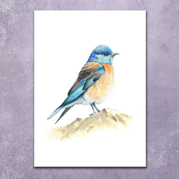 Greeting Card: Eastern Bluebird