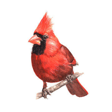 Cheeky Cardinal